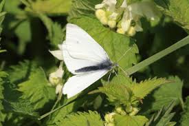 Attēlu rezultāti vaicājumam “Pieris rapae male”