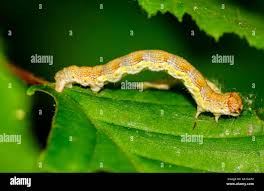 Attēlu rezultāti vaicājumam “Erannis defoliaria imago”