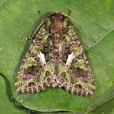 Attēlu rezultāti vaicājumam “Trachea atriplicis”