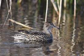 Attēlu rezultāti vaicājumam “Anas crecca”