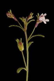 Attēlu rezultāti vaicājumam “Microrrhinum minus leaf”