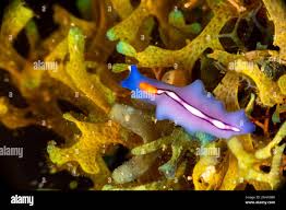 Attēlu rezultāti vaicājumam “Plathelminthes”