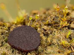 Attēlu rezultāti vaicājumam “Ascobolus furfuraceus”