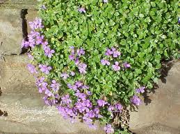 Image result for Aubrieta hybrida (cultorum)
