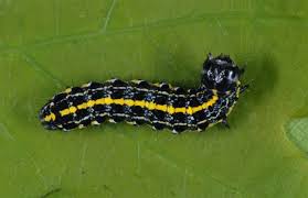 Attēlu rezultāti vaicājumam “Orthosia sp.”