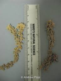 Attēlu rezultāti vaicājumam “Sphagnum compactum”