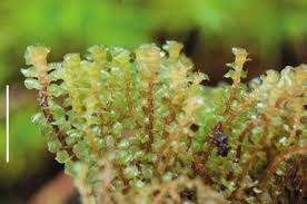 Attēlu rezultāti vaicājumam “Scapania apiculata”