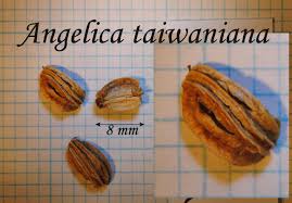 Attēlu rezultāti vaicājumam “Angelica sylvestris fruit”