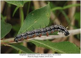 Attēlu rezultāti vaicājumam “Nymphalis xanthomelas larva”