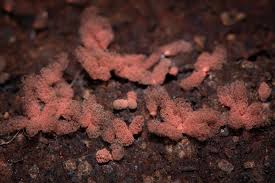 Attēlu rezultāti vaicājumam “Heterotrichia obvelata (syn. Arcyria obvelata)”