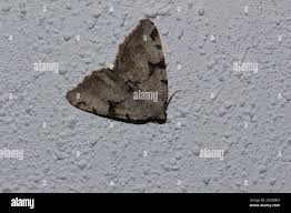 Attēlu rezultāti vaicājumam “Macaria wauaria”