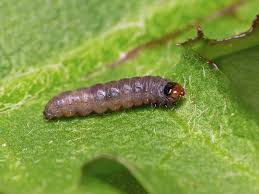 Attēlu rezultāti vaicājumam “Lathronympha strigana”