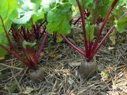 Image result for rote Bete