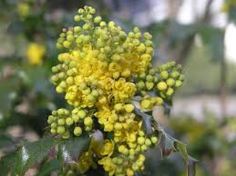 Attēlu rezultāti vaicājumam “Mahonia aquifolium flower”