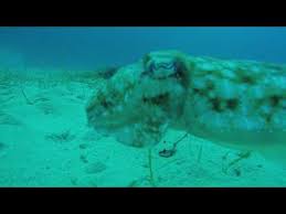 Image result for Dolphin Sub Aqua