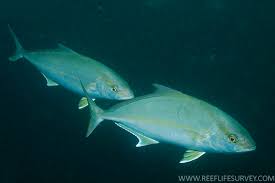 Image result for Seriola rivoliana