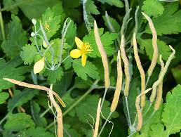 Attēlu rezultāti vaicājumam “Chelidonium majus”