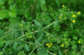 Attēlu rezultāti vaicājumam “Potentilla norvegica flower”
