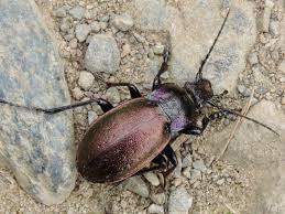Attēlu rezultāti vaicājumam “Carabus nemoralis”