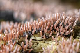 Attēlu rezultāti vaicājumam “Stemonitopsis typhina”