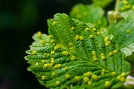 Attēlu rezultāti vaicājumam “Eriophyes tiliae”