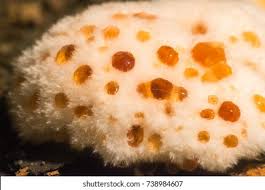 Attēlu rezultāti vaicājumam “Hydnellum ferrugineum”