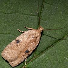 Attēlu rezultāti vaicājumam “Agonopterix aranella”
