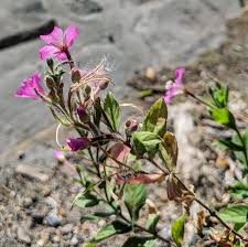 Attēlu rezultāti vaicājumam “Epilobium hirsutum”