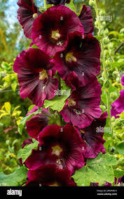 Image result for Alcea (althaea) rosea