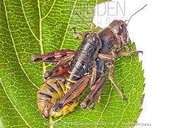 Attēlu rezultāti vaicājumam “Podisma pedestris”