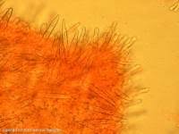 Attēlu rezultāti vaicājumam “Mycoacia fuscoatra”