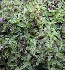 Attēlu rezultāti vaicājumam “Geocalyx graveolens”