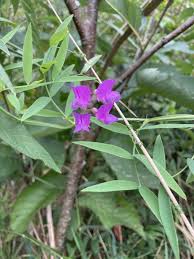 Attēlu rezultāti vaicājumam “Lathyrus palustris flower”