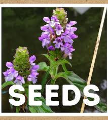 Attēlu rezultāti vaicājumam “Prunella vulgaris”