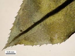 Attēlu rezultāti vaicājumam “Plagiomnium cuspidatum sporophyte”