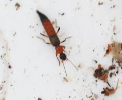 Billedresultat for rovbille