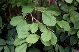 Attēlu rezultāti vaicājumam “Hamamelis vernalis leaf”