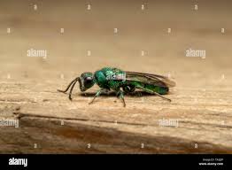 Attēlu rezultāti vaicājumam “Chrysididae”