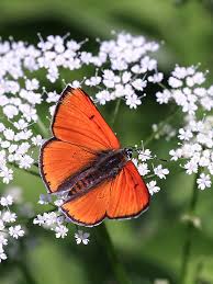 Attēlu rezultāti vaicājumam “Lycaena dispar female”