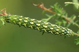 Attēlu rezultāti vaicājumam “Anarta myrtilli larva”