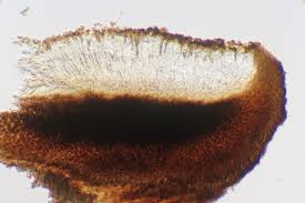 Attēlu rezultāti vaicājumam “Porpidia macrocarpa”