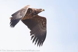 Image result for Haliaeetus albicilla
