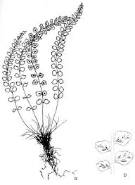 Attēlu rezultāti vaicājumam “Asplenium viride”