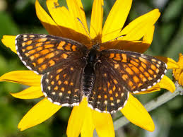 Attēlu rezultāti vaicājumam “Melitaea diamina underside”