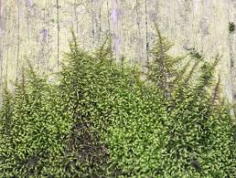 Attēlu rezultāti vaicājumam “Leskea polycarpa”