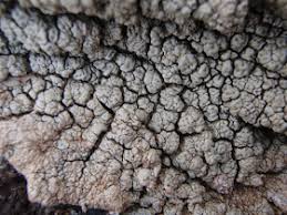 Attēlu rezultāti vaicājumam “Pertusaria pertusa”