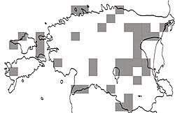 Attēlu rezultāti vaicājumam “Hypocenomyce friesii”