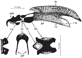 Attēlu rezultāti vaicājumam “Trypetoptera punctulata”