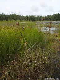 Attēlu rezultāti vaicājumam “Rhynchospora fusca”