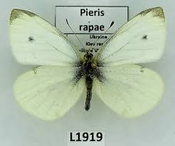 Attēlu rezultāti vaicājumam “Pieris rapae male”